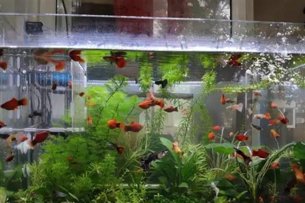 用矿泉水养鱼要不要困水，通常使用自来水才需要困水