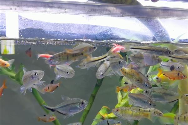 用矿泉水养鱼要不要困水，通常使用自来水才需要困水