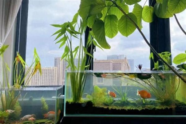 用矿泉水养鱼要不要困水，通常使用自来水才需要困水