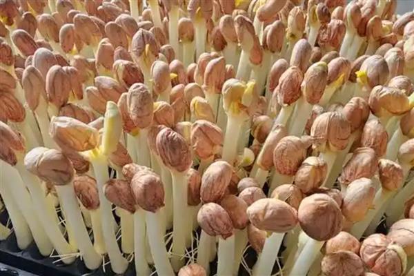 花生芽为什么难销售，因为其保存时间短且有特殊气味