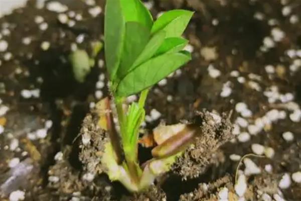 花生芽为什么难销售，因为其保存时间短且有特殊气味