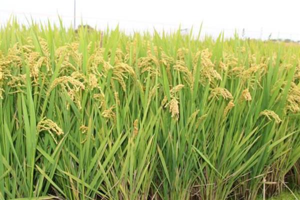 种植粳稻的适宜海拔上限，适合种在海拔1800米以上的地方