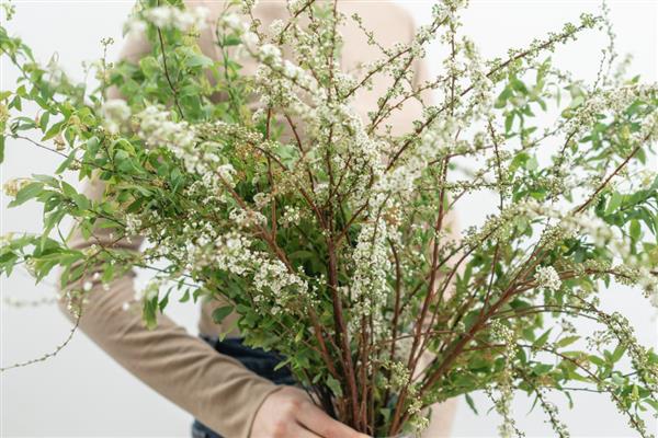 干枝雪柳开完花如何处理，剪除残花并扦插枝条可继续养护