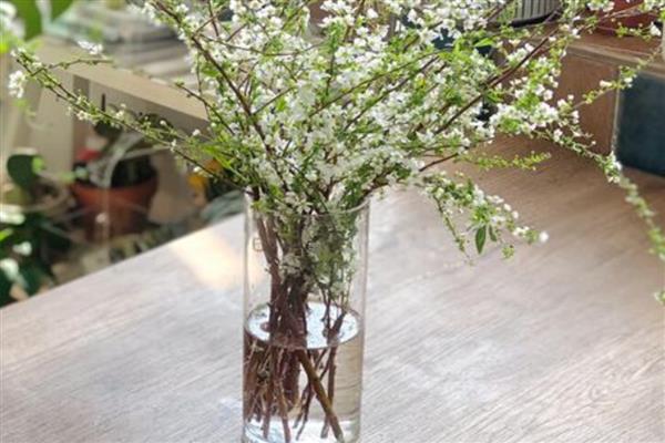 干枝雪柳开完花如何处理，剪除残花并扦插枝条可继续养护
