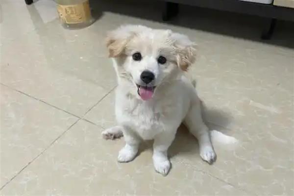 边牧串串聪不聪明，该品种非常聪明