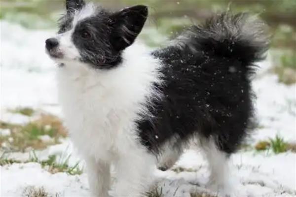 边牧串串聪不聪明，该品种非常聪明