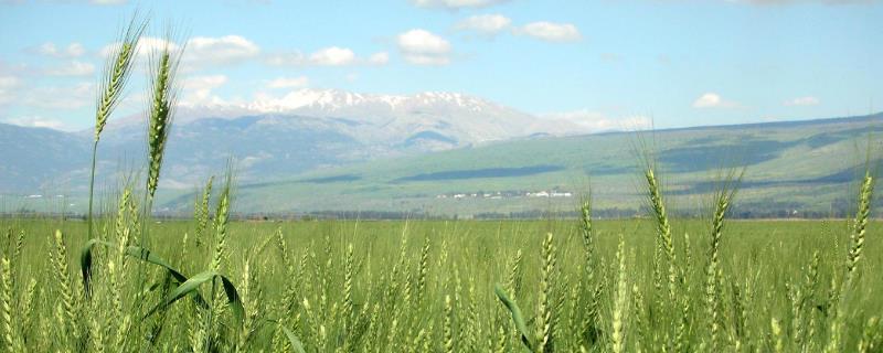 科麦781小麦种子介绍，属半冬性品种