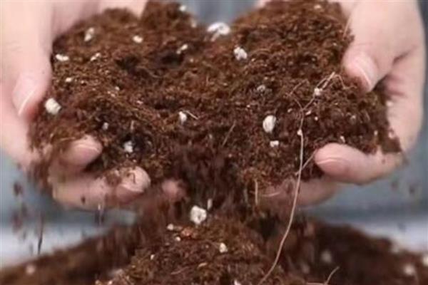 怎么养殖看樱桃盆景，将其放置在向阳处养护