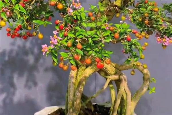 怎么养殖看樱桃盆景，将其放置在向阳处养护