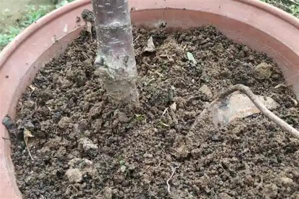 怎么养殖看樱桃盆景，将其放置在向阳处养护