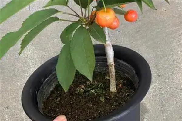 怎么养殖看樱桃盆景，将其放置在向阳处养护