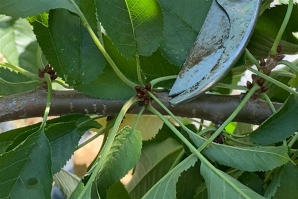 怎么养殖看樱桃盆景，将其放置在向阳处养护