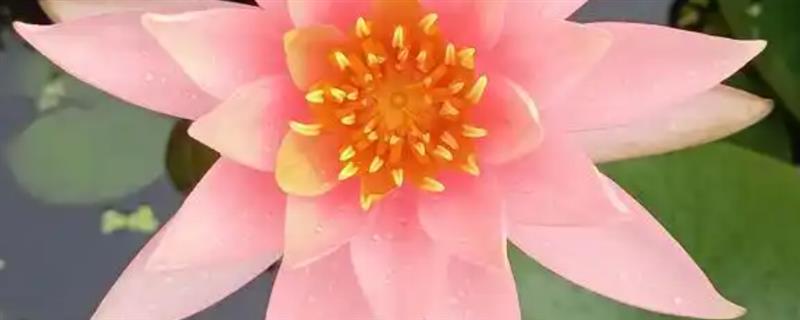 睡莲的花语，寓意纯洁、坚持、思念等