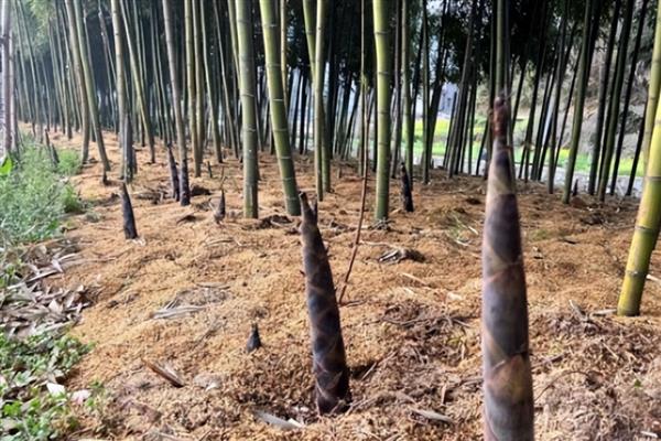 竹笋要砍一节留一节的原因，不伤害底部的根茎可让它继续生长
