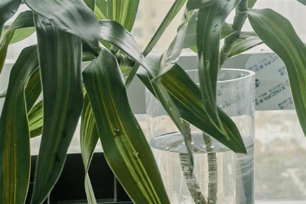 百合竹如何水培养殖,生根后不宜换水