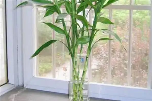 百合竹如何水培养殖,生根后不宜换水