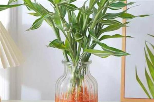 百合竹如何水培养殖,生根后不宜换水