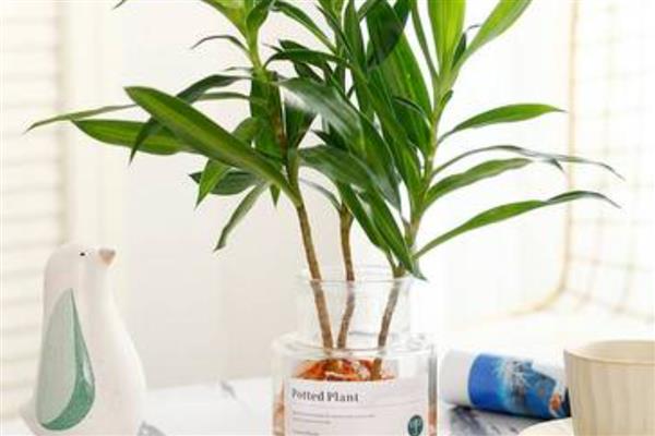 百合竹如何水培养殖,生根后不宜换水