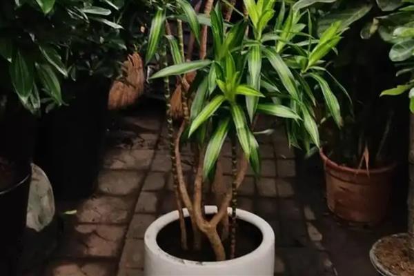 百合竹如何水培养殖,生根后不宜换水