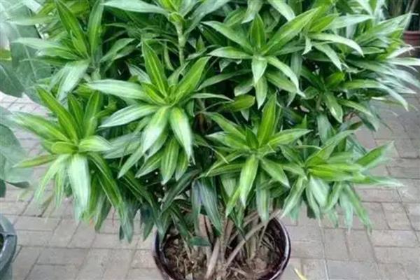 百合竹如何水培养殖,生根后不宜换水