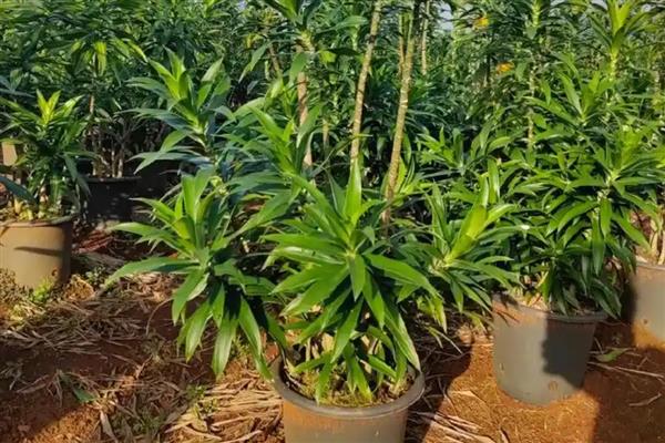 百合竹如何水培养殖,生根后不宜换水