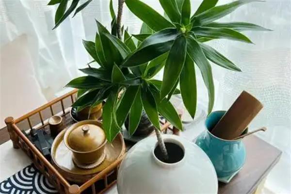 百合竹如何水培养殖,生根后不宜换水