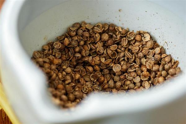 牛至怎么种植，生长旺季要追施2-3次人粪尿