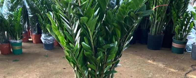 怎么养殖金钱树，生长期间要定期追施复合肥