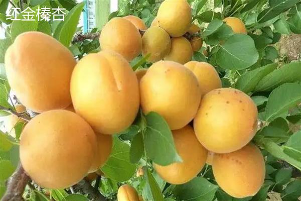 北京杏的成熟时间，6-7月份会熟透