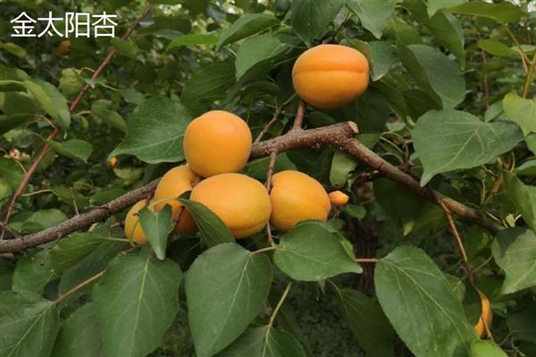 北京杏的成熟时间，6-7月份会熟透