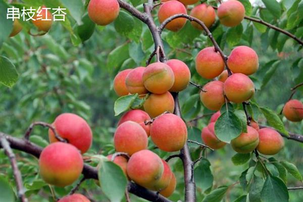 北京杏的成熟时间，6-7月份会熟透