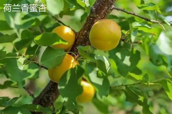 北京杏的成熟时间，6-7月份会熟透