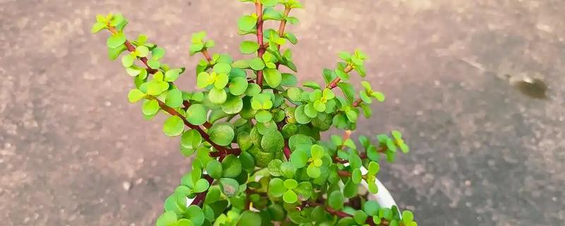 让金枝玉叶开花的方法，每隔2周左右追施一次肥料