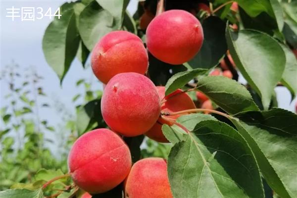 北京杏的成熟时间，6-7月份会熟透