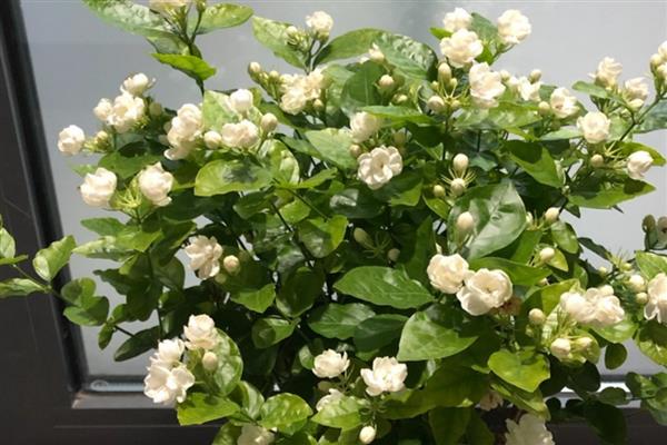 让茉莉花茂盛生长的方法，生长旺季要追施稀薄的有机肥