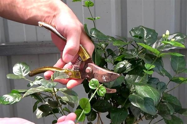 让茉莉花茂盛生长的方法，生长旺季要追施稀薄的有机肥