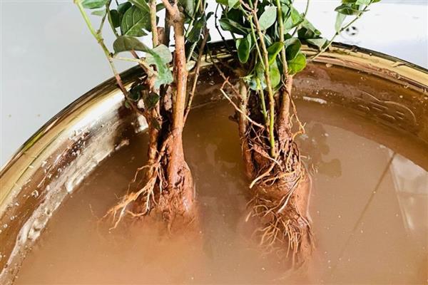 让茉莉花茂盛生长的方法，生长旺季要追施稀薄的有机肥