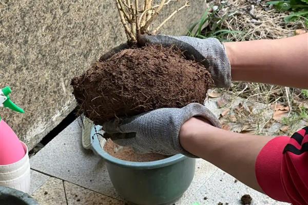 让茉莉花茂盛生长的方法，生长旺季要追施稀薄的有机肥