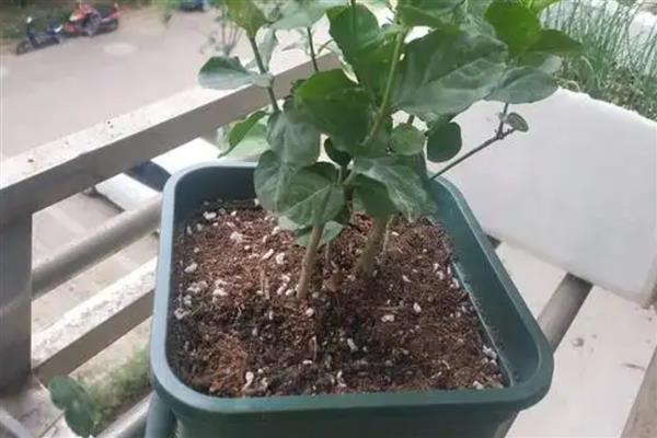 让茉莉花茂盛生长的方法，生长旺季要追施稀薄的有机肥