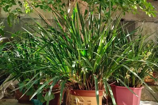 剑兰不开花的原因，大多是光照不当、营养不足等因素引起