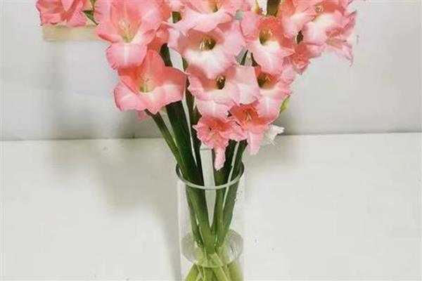 剑兰不开花的原因，大多是光照不当、营养不足等因素引起