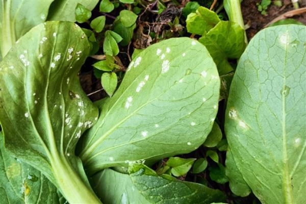 小白菜白斑病的发病条件，相对湿度60％以上是发病必要条件