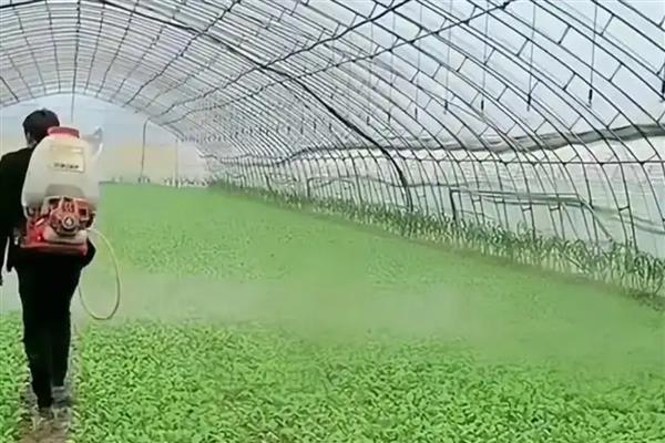 小白菜白斑病的发病条件，相对湿度60％以上是发病必要条件