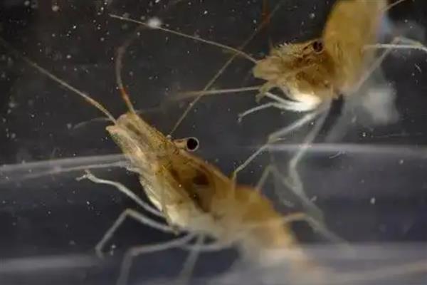 无法人工养殖的野生虾有哪些，牡丹虾、蛎虾等品种无法人工满足其生长条件