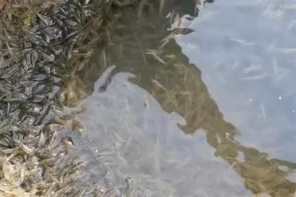 无法人工养殖的野生虾有哪些，牡丹虾、蛎虾等品种无法人工满足其生长条件