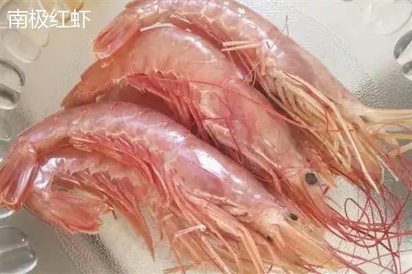 无法人工养殖的野生虾有哪些，牡丹虾、蛎虾等品种无法人工满足其生长条件