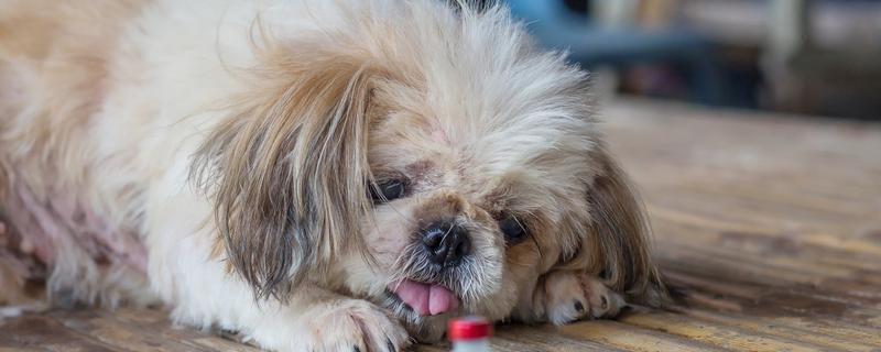 狂犬病早期有什么症状，时常出现发热、头痛、乏力等情况