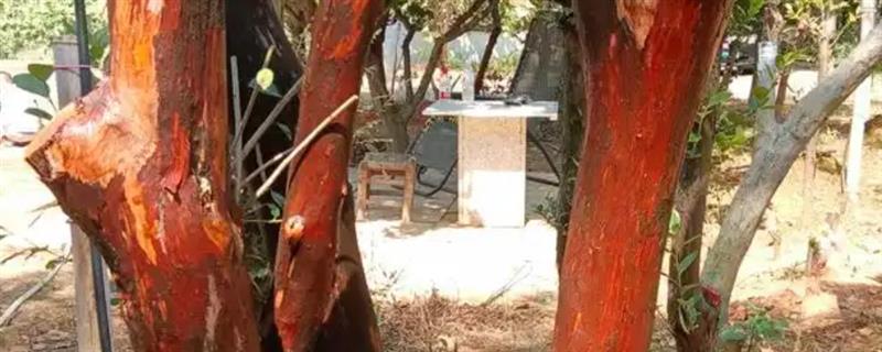 乌饭树几月下山桩容易活，来年的11月到次年的3月都可以