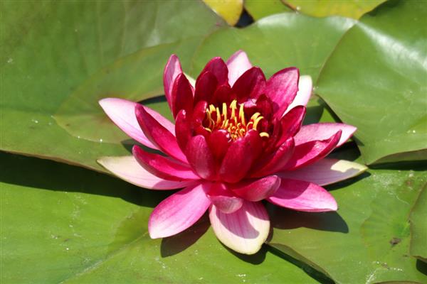 睡莲的花语，寓意纯洁、坚持、思念等