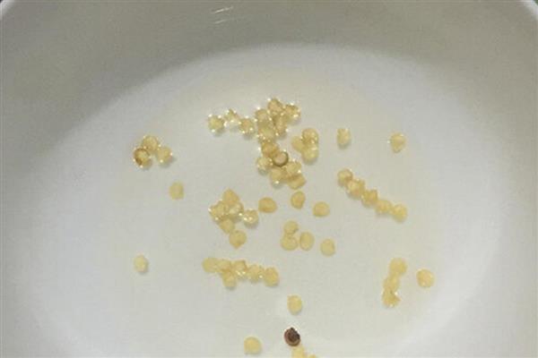 怎么种植有机辣椒，盛果期每隔7天浇一次水